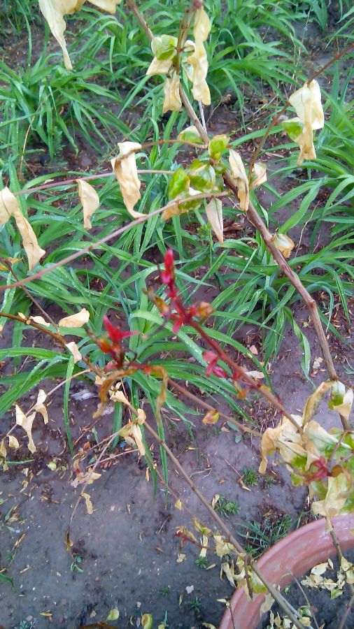 在阳台养棵石榴下山桩 可以吗 图片