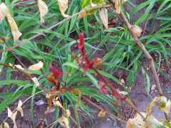 在阳台养棵石榴下山桩 可以吗 图片