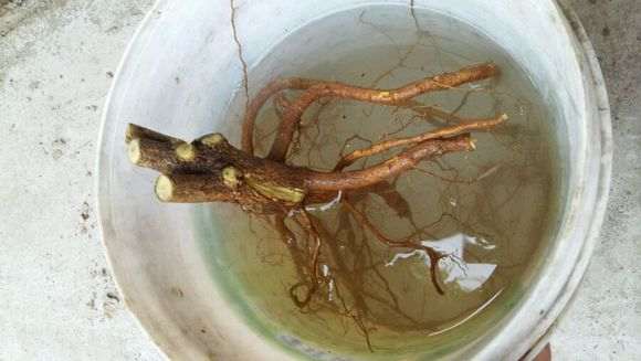 石榴下山桩直接用水泡 可以活吗 图片