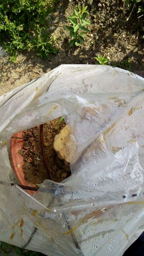 石榴下山桩直接用水泡 可以活吗 图片