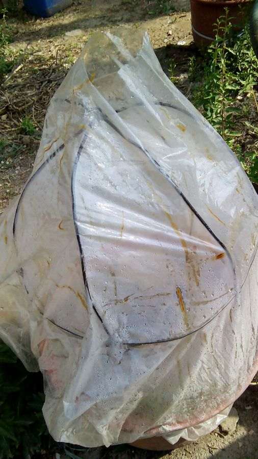 石榴下山桩直接用水泡 可以活吗 图片