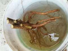 石榴下山桩直接用水泡 可以活吗 图片