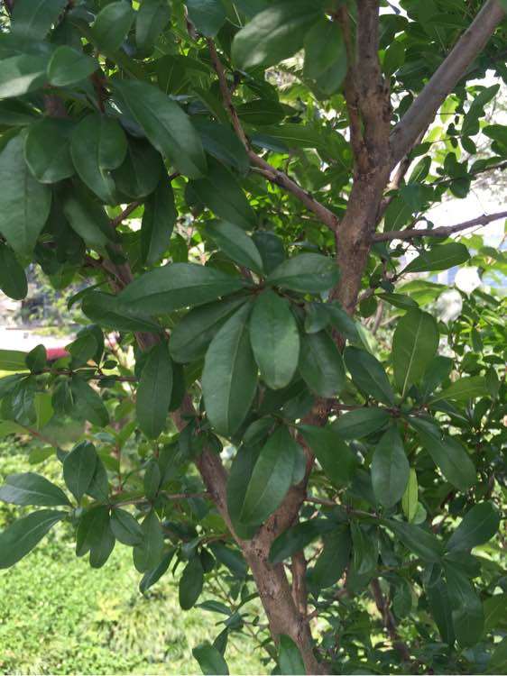 这棵石榴下山桩是花石榴 还是果石榴 图片