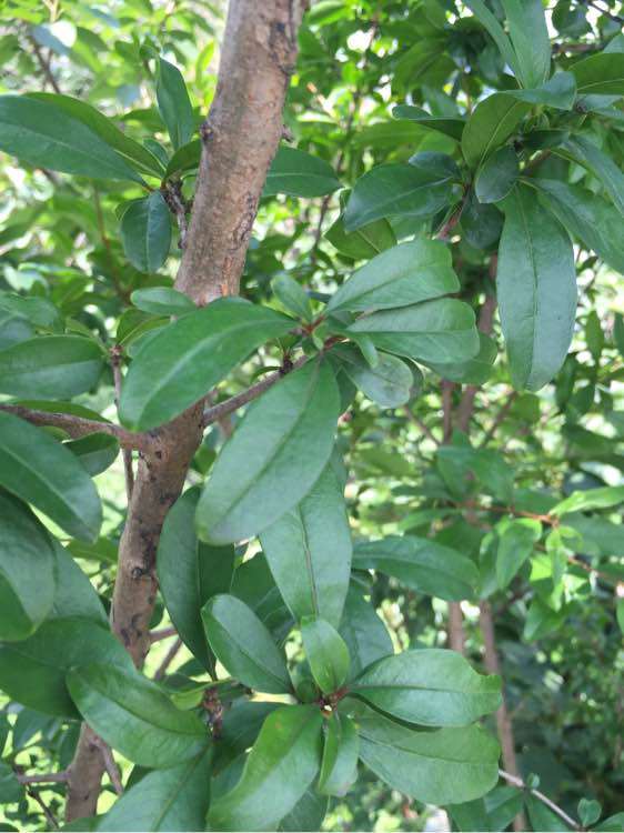 这棵石榴下山桩是花石榴 还是果石榴 图片