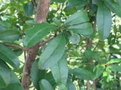 这棵石榴下山桩是花石榴 还是果石榴 图片