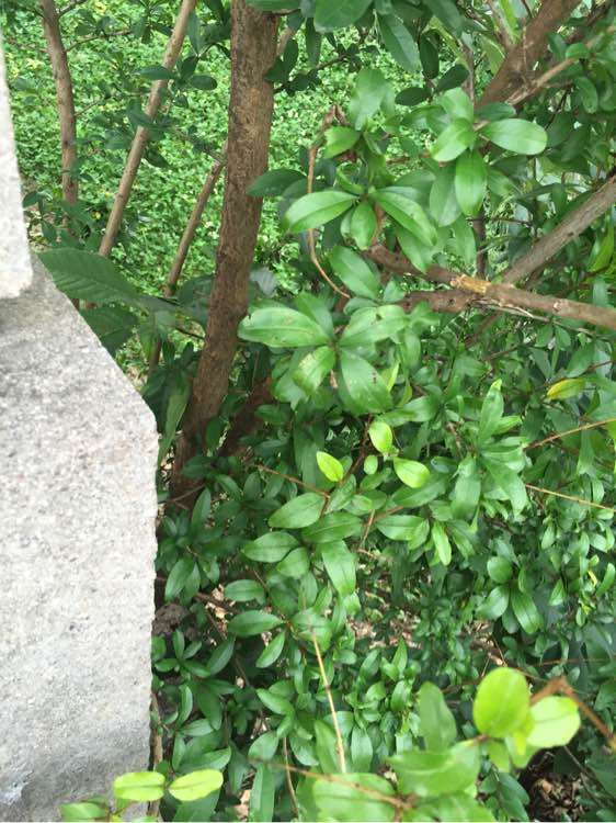 石榴下山桩的枝条怎么高压栽培 图片