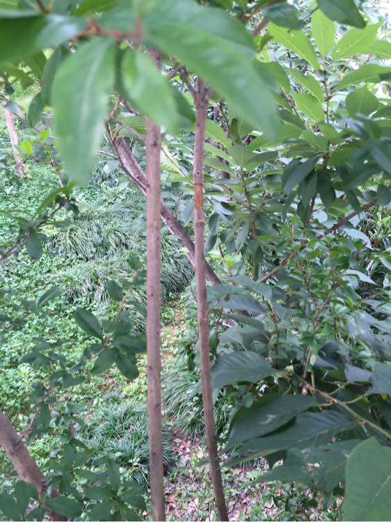 石榴下山桩的枝条怎么高压栽培 图片