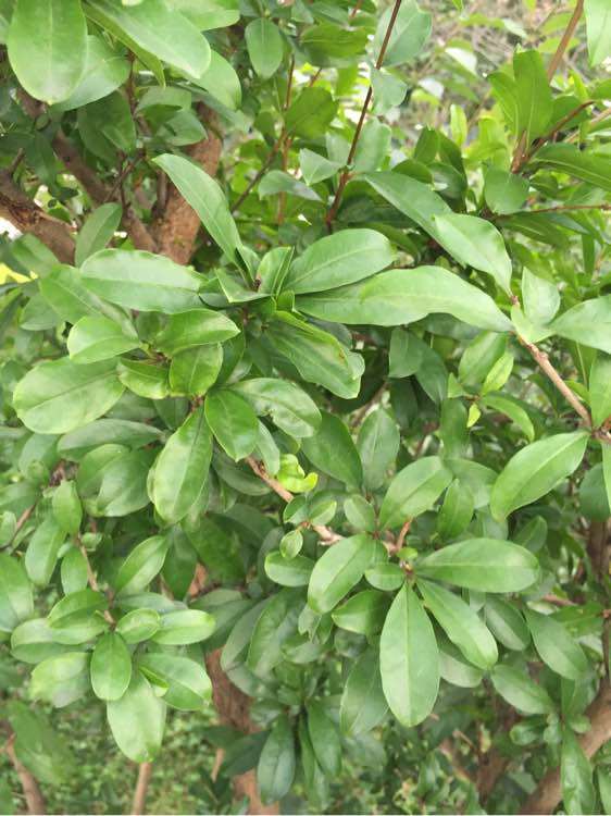 石榴下山桩的枝条怎么高压栽培 图片