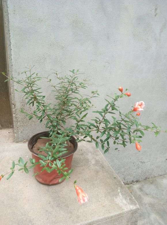 今年春天扦插的几棵石榴下山桩 图片