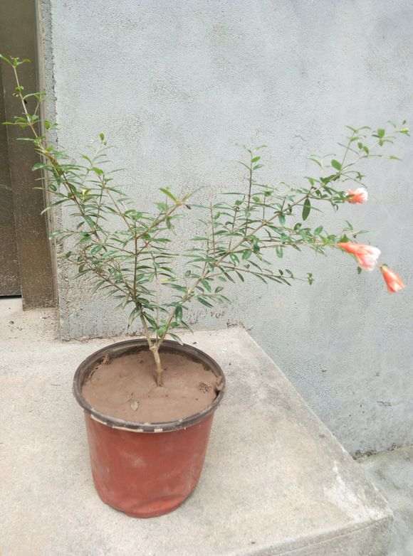 今年春天扦插的几棵石榴下山桩 图片