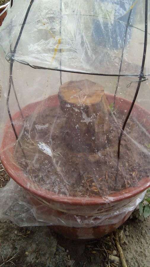 今年春天扦插的几棵石榴下山桩 图片