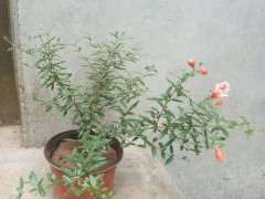 今年春天扦插的几棵石榴下山桩 图片