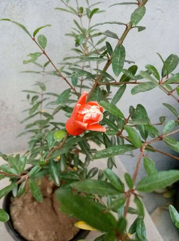 想种石榴下山桩 又怕冬天冻死 怎么办 图片