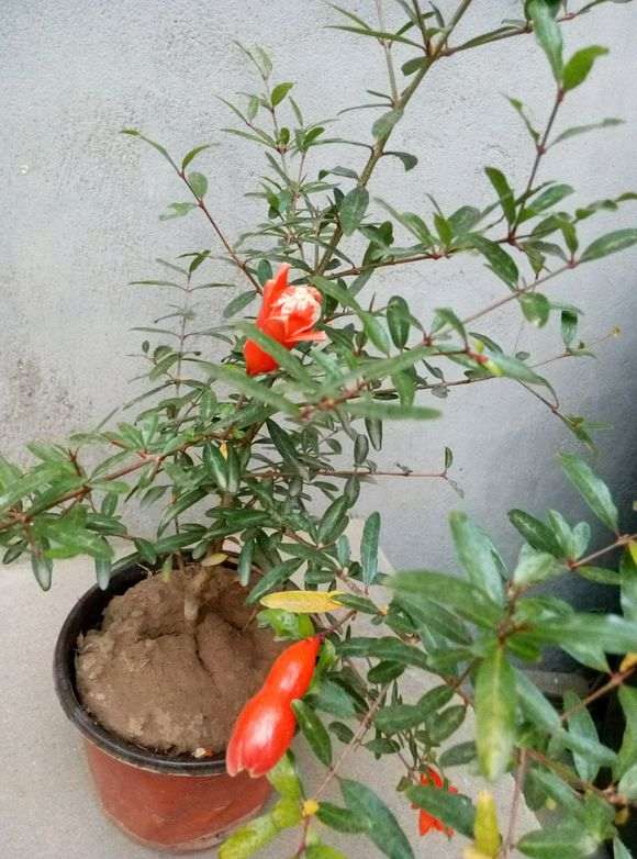 想种石榴下山桩 又怕冬天冻死 怎么办 图片