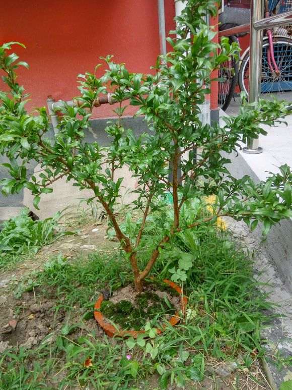 怎么高压石榴下山桩的方法 图片