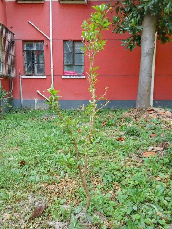 怎么高压石榴下山桩的方法 图片