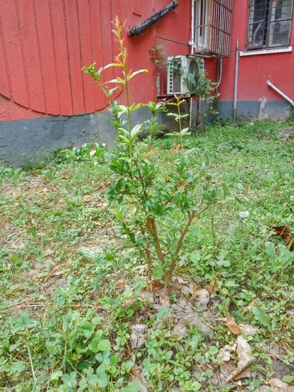 怎么高压石榴下山桩的方法 图片