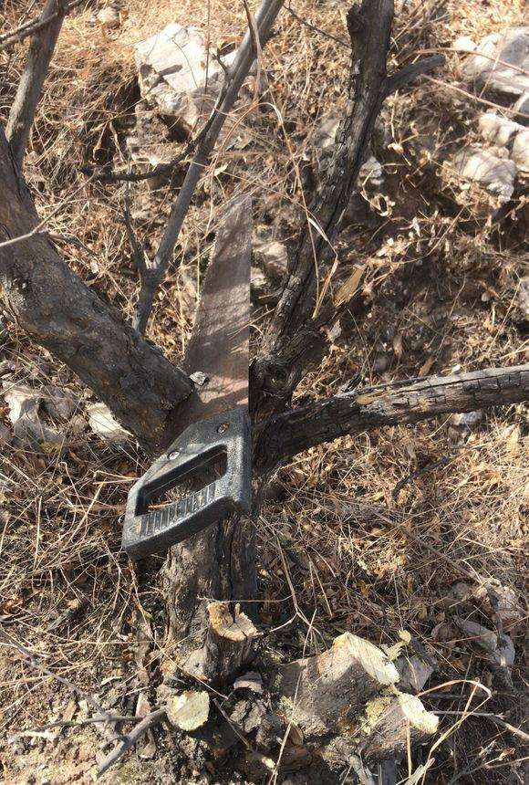 20多年石榴下山桩 大家给个市场价格 图片