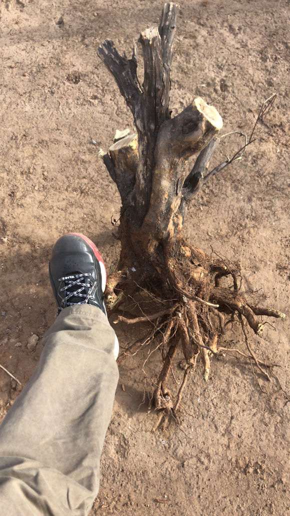 20多年石榴下山桩 大家给个市场价格 图片