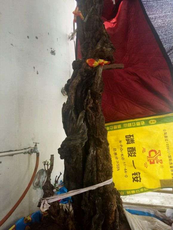 4月份移植一颗石榴下山桩 还没有发芽 图片