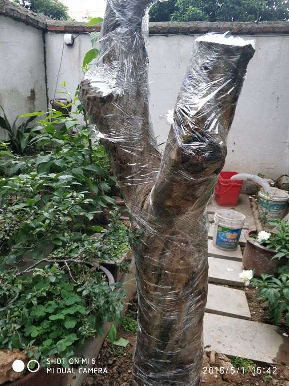 4月份移植一颗石榴下山桩 还没有发芽 图片