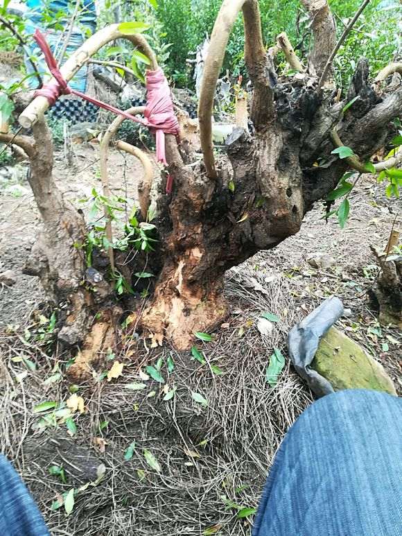 石榴下山桩养护3年的前后变化 图片