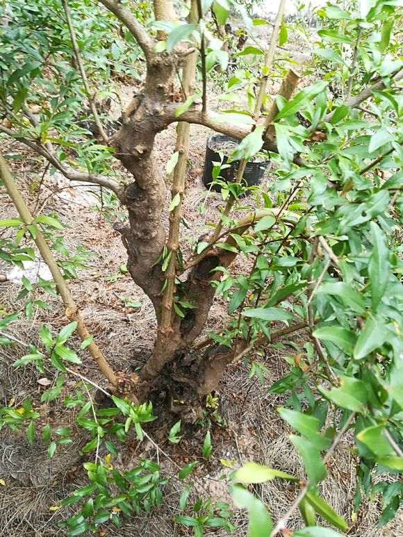 石榴下山桩养护3年的前后变化 图片