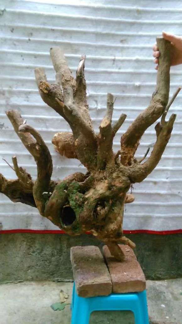 石榴下山桩养护3年的前后变化 图片