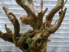 石榴下山桩养护3年的前后变化 图片