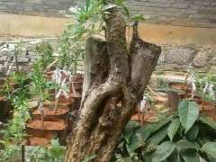 一棵石榴下山桩的蜕变过程 图片