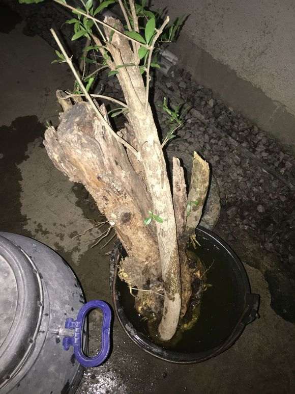 野石榴下山桩只挖一个 累死了 图片