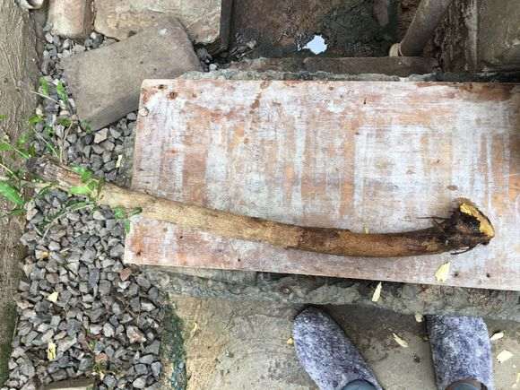 野石榴下山桩只挖一个 累死了 图片