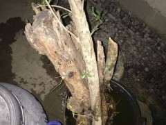 野石榴下山桩只挖一个 累死了 图片