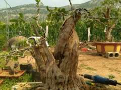 一颗大根盘石榴下山桩 求指点 图片