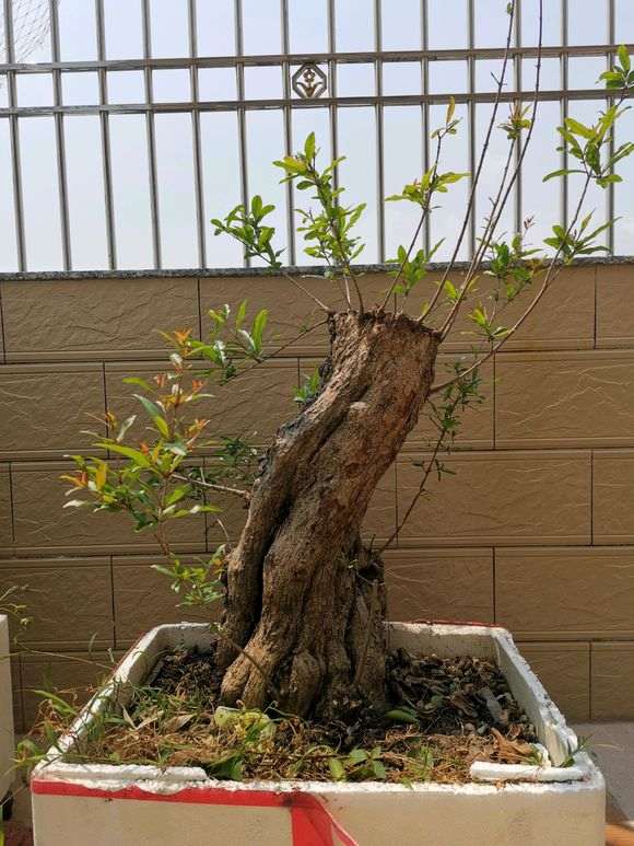 石榴下山桩桩出芽点不到位怎么处理 图片