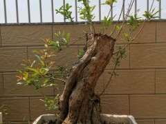 石榴下山桩出芽点不到位怎么处理 图片