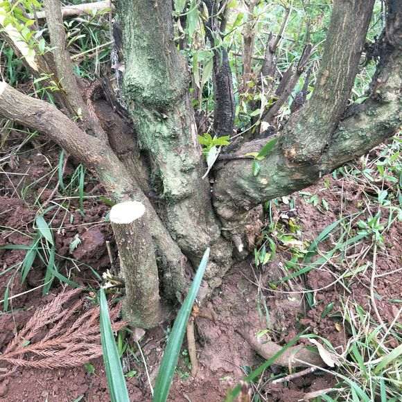 为什么石榴下山桩套袋保湿切口长绿毛