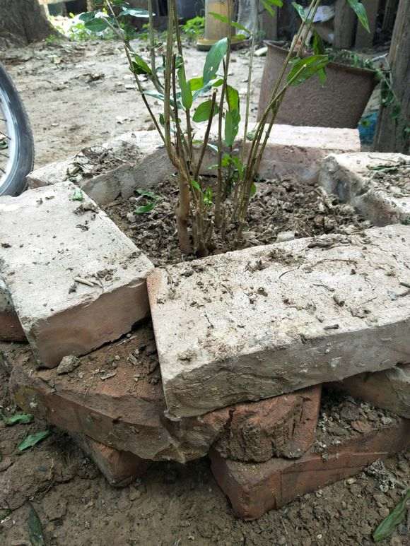 石榴下山桩怎么地栽高培土的方法 图片