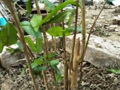 石榴下山桩怎么地栽高培土的方法 图片