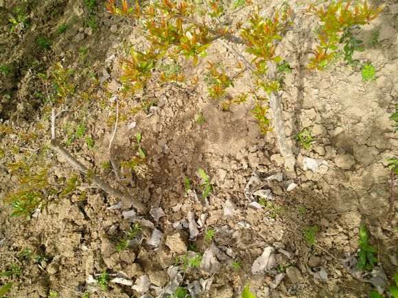 石榴下山桩老桩怎么修剪的方法 图片