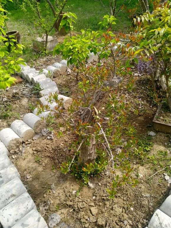 石榴下山桩老桩怎么修剪的方法 图片