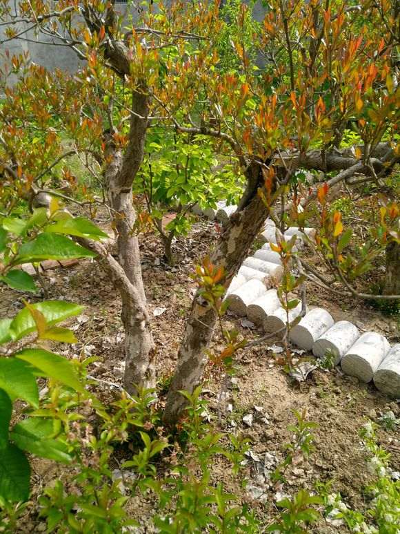 石榴下山桩老桩怎么修剪的方法 图片