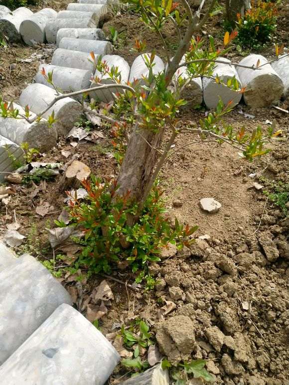 石榴下山桩老桩怎么修剪的方法 图片