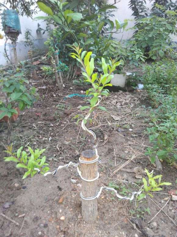 扦插的石榴下山桩老杆怎么地栽 图片