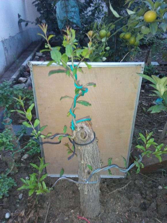 扦插的石榴下山桩老杆怎么地栽 图片