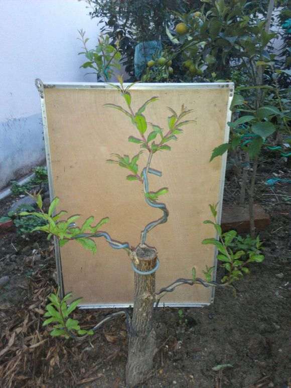 扦插的石榴下山桩老杆怎么地栽 图片