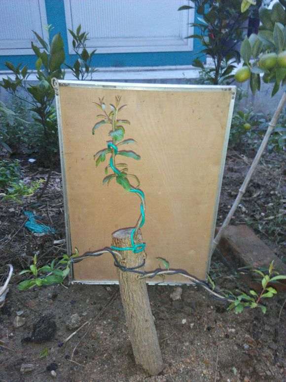 扦插的石榴下山桩老杆怎么地栽 图片