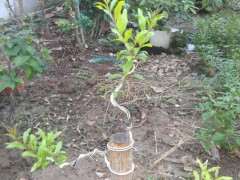 扦插的石榴下山桩老杆怎么地栽 图片