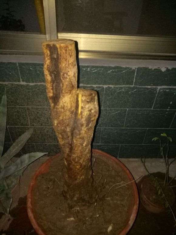 怎么救活石榴下山桩的方法 赶紧套袋