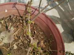 石榴下山桩如何扦插 能不能教教我 图片